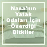 Nasa’nın Yatak Odaları İçin Önerdiği Bitkiler